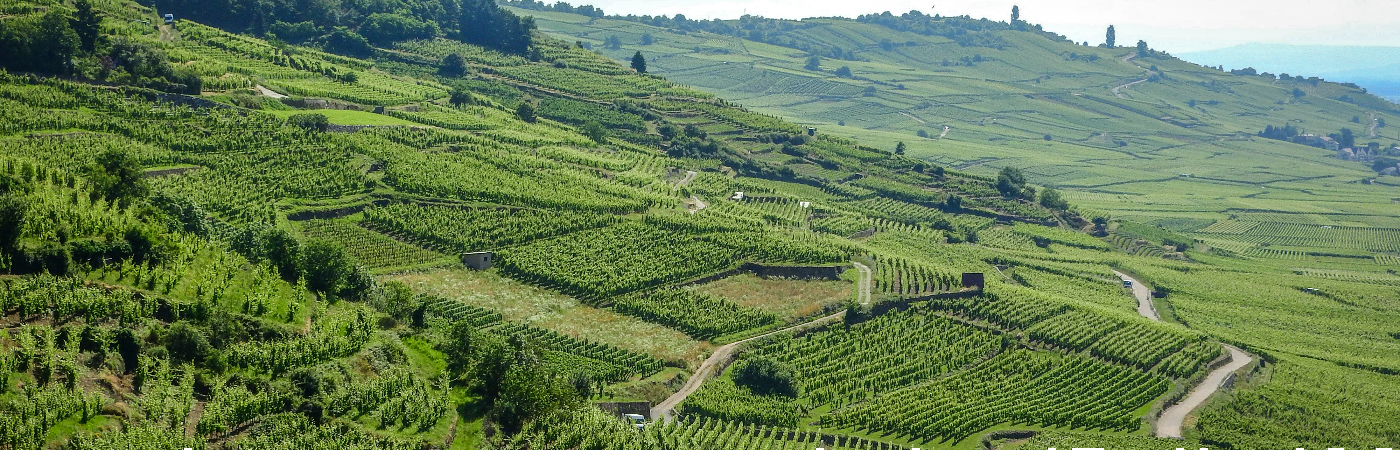Wijngaarden tegen een heuvel in de Elzas.