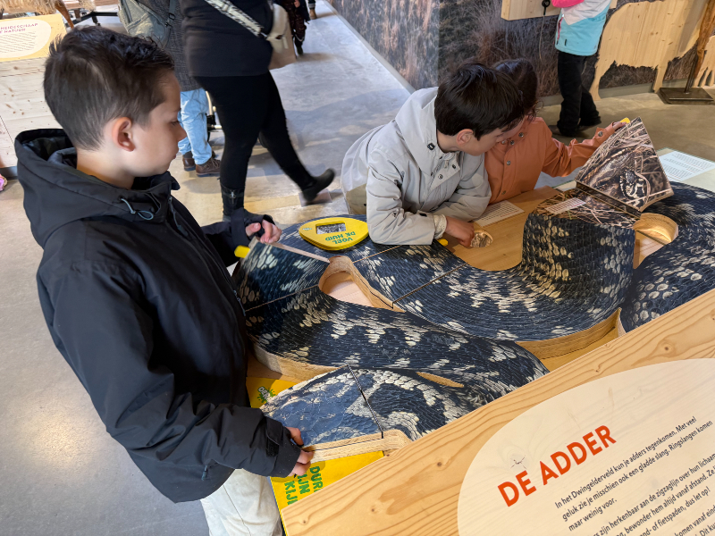 In het bezoekerscentrum leren we over de adder