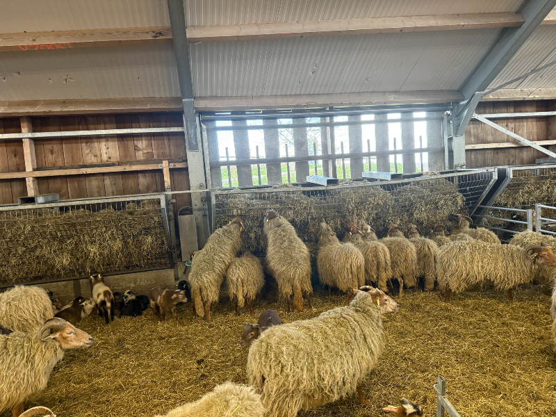 Een bezoek aan de schaapskooi Ruinen