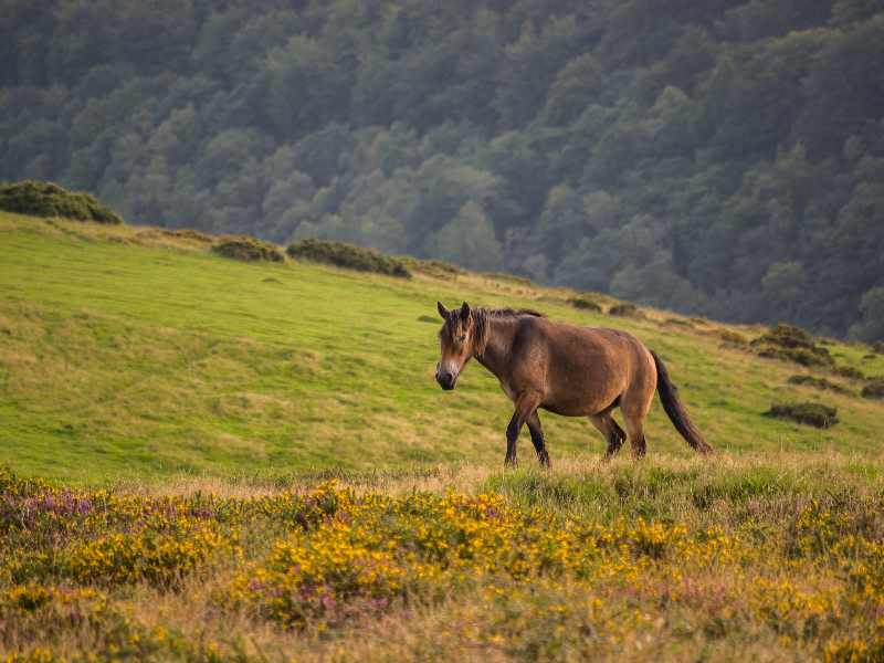 Een Exmoor Pony in het Exmoor National Park, Devon