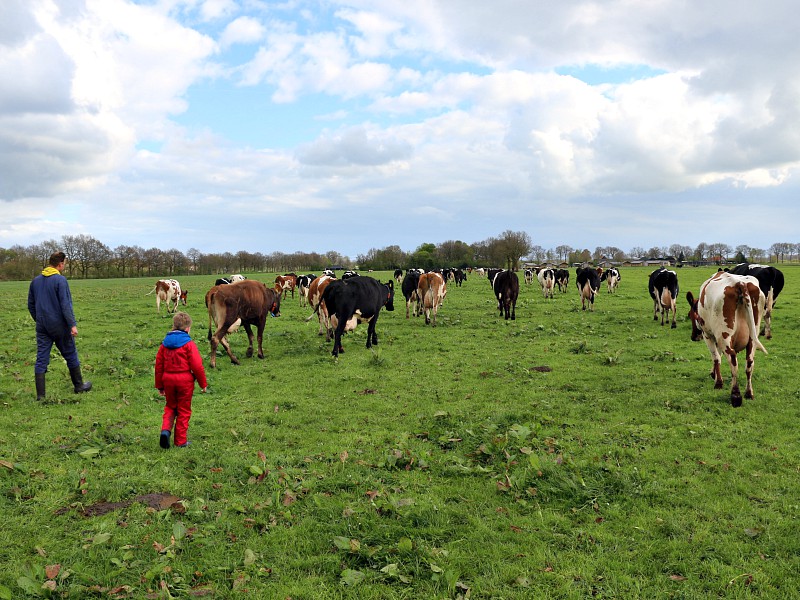 Elke dag met de boer mee de koeien uit de wei halen bij Farm Camps Hoeve Sonneclaer