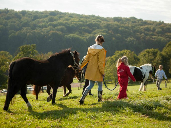 Wandelen met de pony's