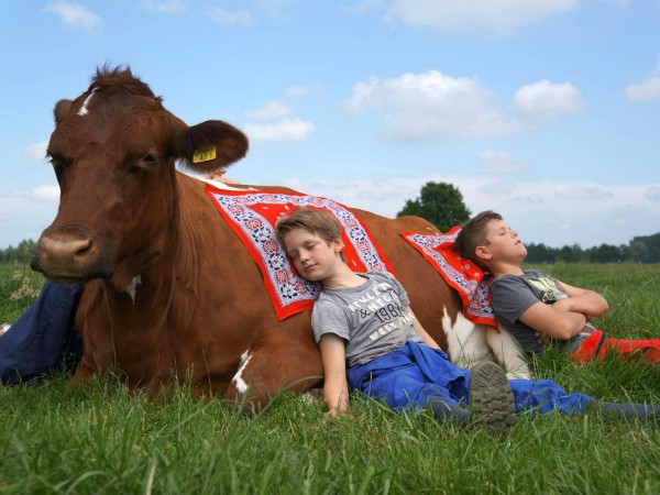 Koeknuffelen bij FarmCamps den Brandenhorst