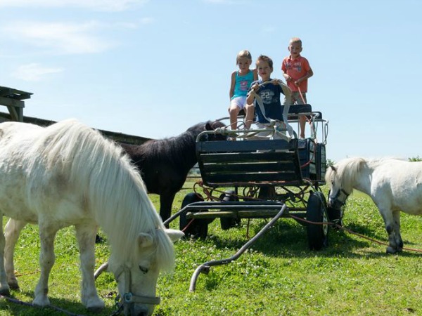 Op de paardenkar bij FarmCamps Five Star