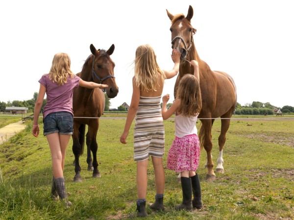 De paarden bij FarmCamps Fleur Stables