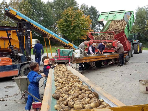 Kinderen helpen met het sorteren van de aardappelen