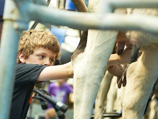 Hoeve Sonneclaer koe melken