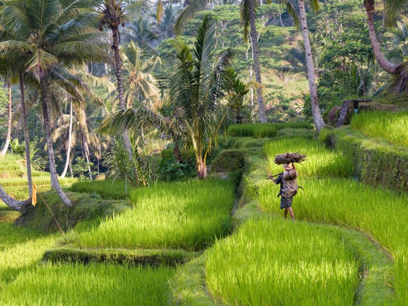 rijstvelden op Bali