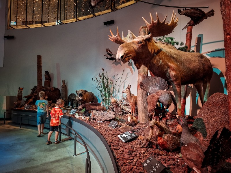 In het Zuiden van het eiland Funen in Denemarken ligt de havenstad Svendborg. Hier vind je het Natuurhistorisch museum Naturama, een leuk uitje met kinderen