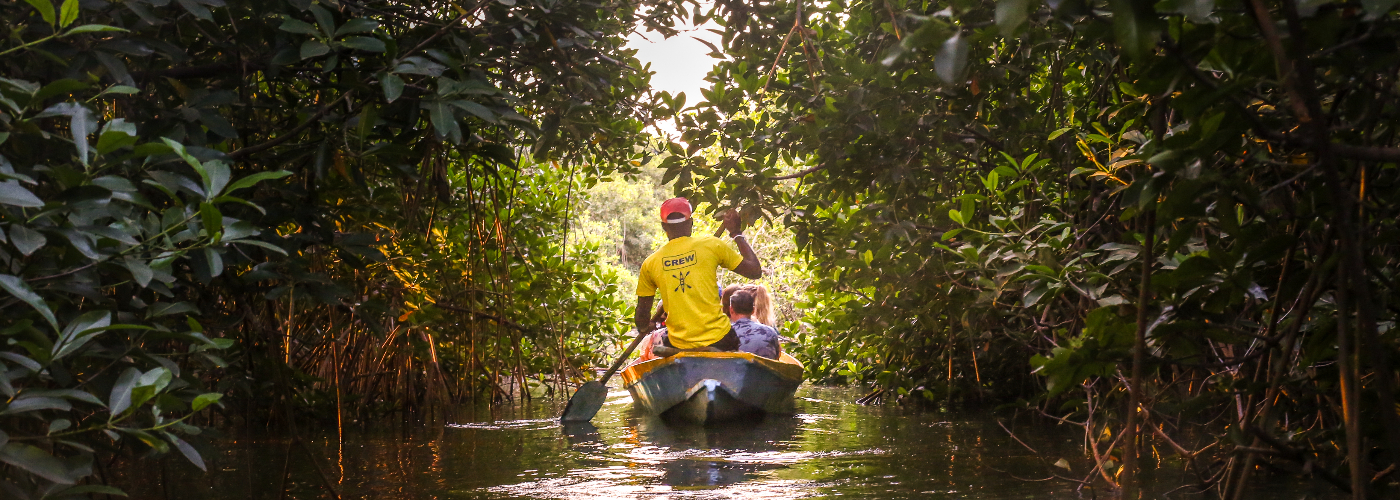 De mangroves in Gambia
