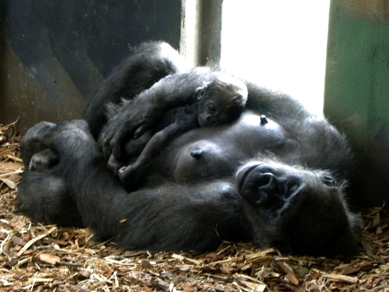 Een gorilla moeder met jong