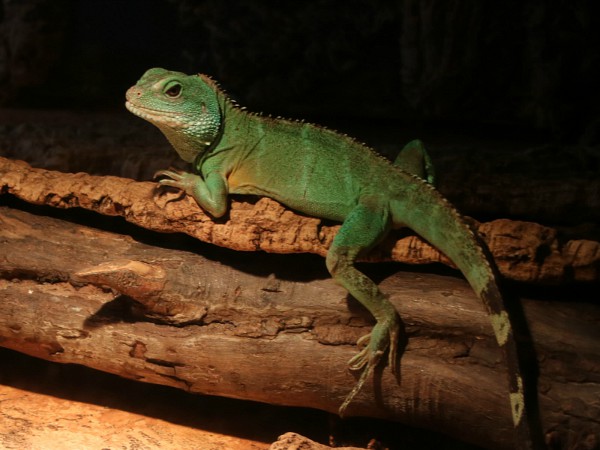 Groene hagedis in het Reptielenzoo