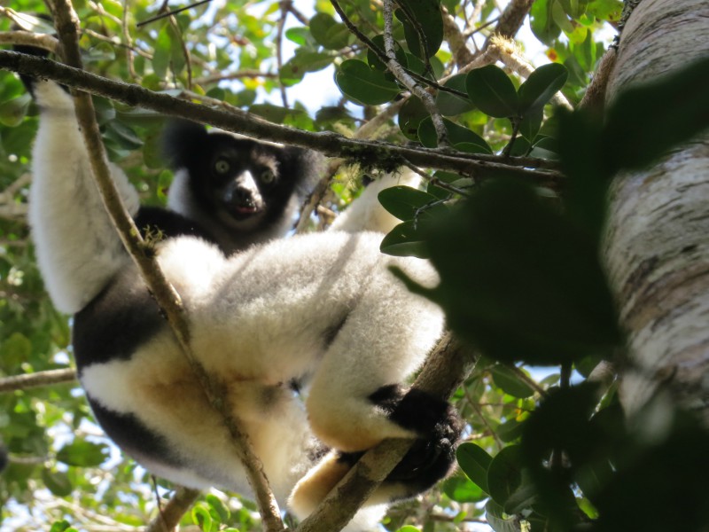 Van hoog uit de boom kijkt een Indri Indri omlaag