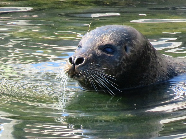 Zeehond in het Kattegat centre