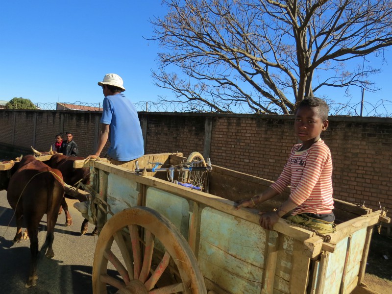 Veel vervoer in het centrale hoogland van Madagascar is per zeboe-kar