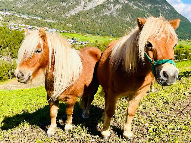 kinderbauernhof Albeinelerhof in het Pitztal Tirol Oostenrijk