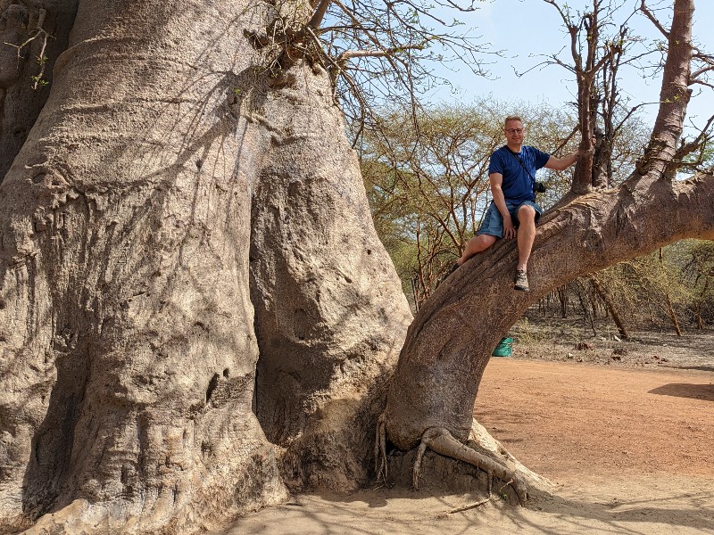 Klimmen op een grote tak van een baobab