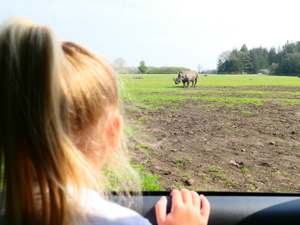 Neushoorn gespot in safaripark Knuthenborg