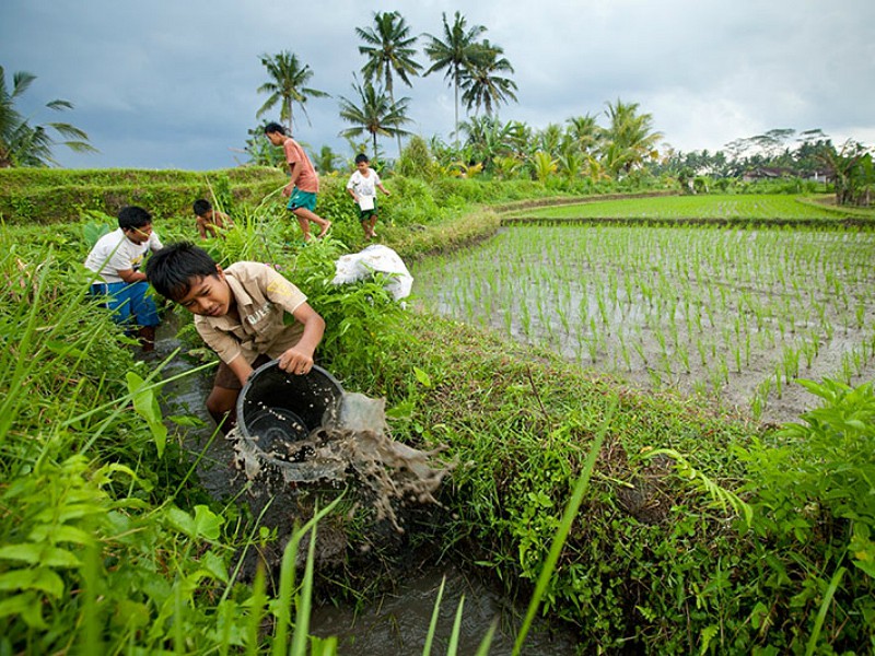 Werken in de rijstvelden bij Ubud