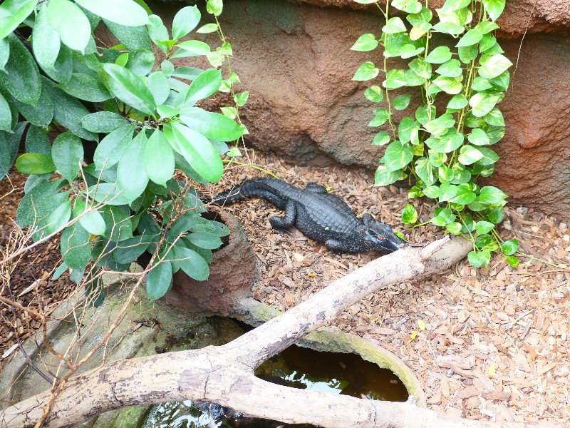 In de krokodille zoo vind je verschillende soorten krokodillen