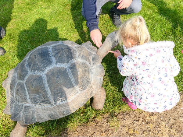 Sanne bij de reuzenschildpad in de Krokodille Zoo