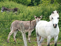 Pony's bij La Bonne Vie