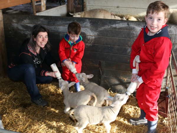 Kids voeren de lammetjes