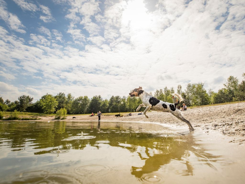 Een speelt lekker in het hondvriendelijke Landal park in Overijssel