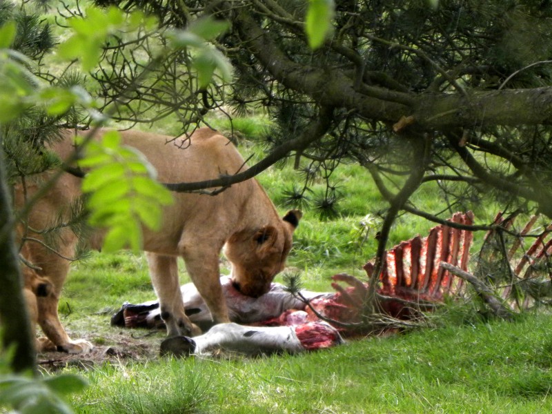 Een leeuw eet het karkas van een zebra