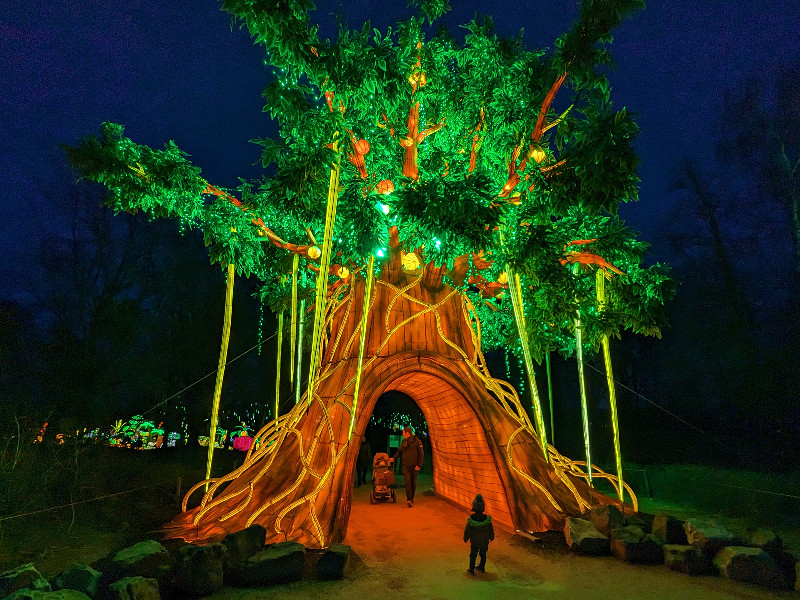 Indrukwekkende boom bij de Light Safari