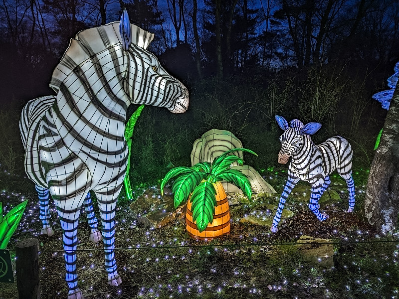Zebra met jong bij de Light Safari in Beekse Bergen