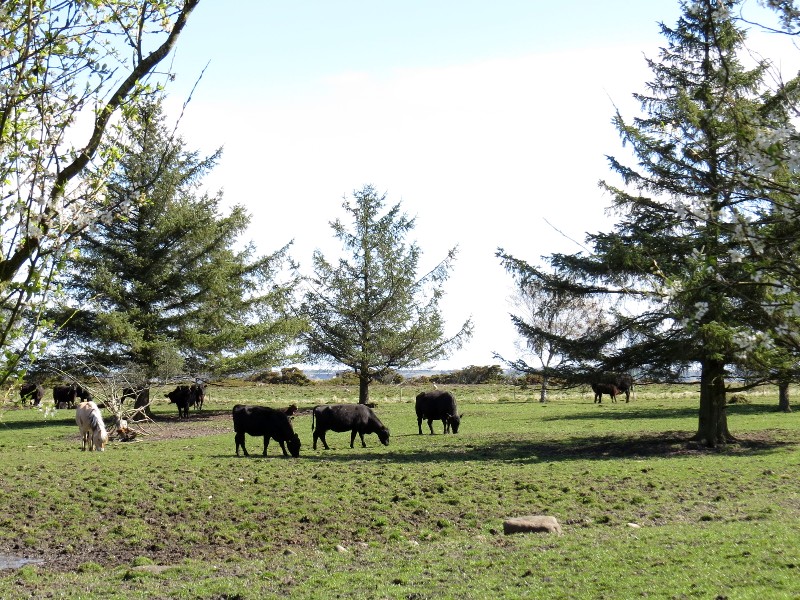 De koeien op Livø eiland