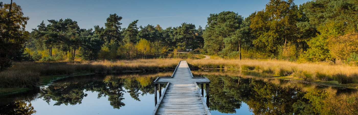 Vlonderpad door natuurgebied Maasduinen in Noord Limburg