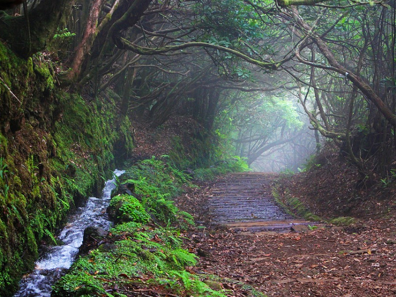 Levada wandeling op Madeira 