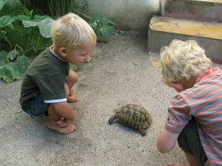 De jongens vinden de schildpadden bij het hotel erg interessant