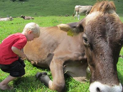 Close encounter with a cow