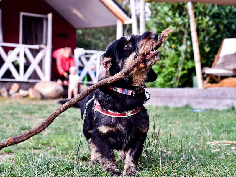 Een hondje viert vakantie met een lekkere stok in zn bek.