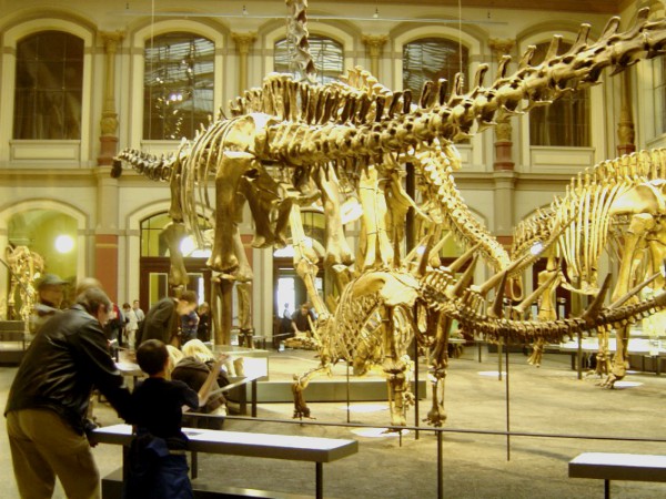 Dino skeletten in het Natuur Historisch Museum