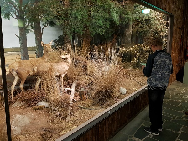 Zeb bekijkt een Natuurdiorama. Het lijkt levensecht!