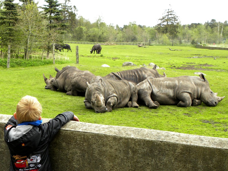 Neushoorns kijken in Givskud Zoo