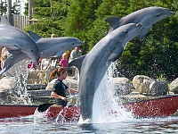 Dolfinarium Dolfinarium