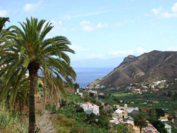 Palmbomen op de Canarische eilanden