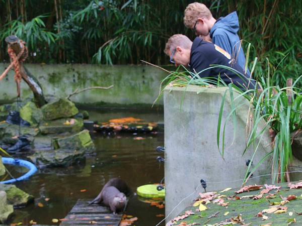 Otters kijken in de gratis dierentuin in de Kaisergarten in Oberhausen