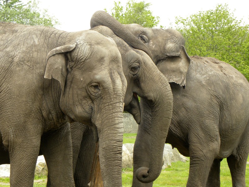 Wie is wie bij de olifanten?