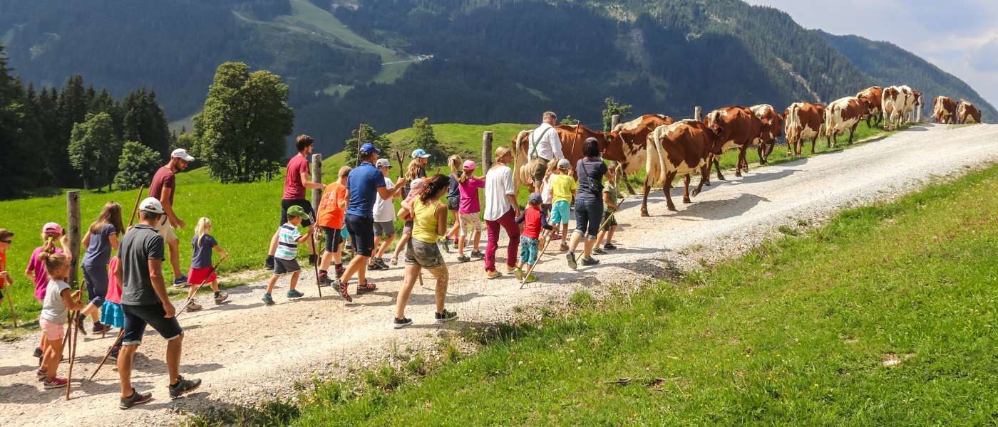 Wandelen met de boer en zijn koeien door de bergen van Oostenrijk