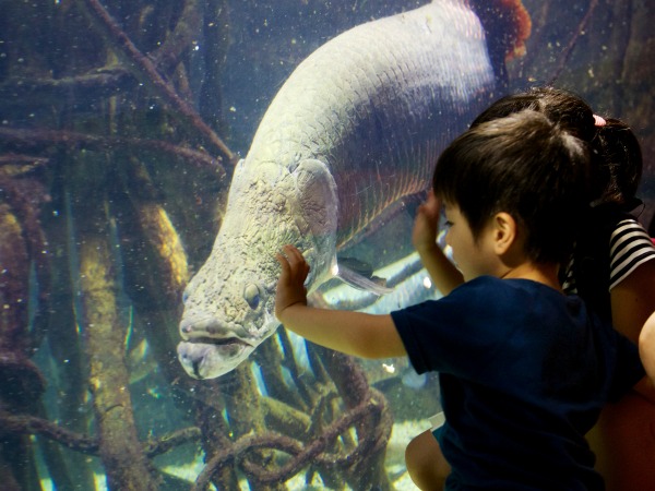 Kinderen kijken hun ogen uit in het Kaiyukan aquarium