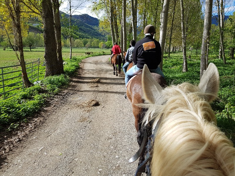 Door de bossen aan het paardrijden