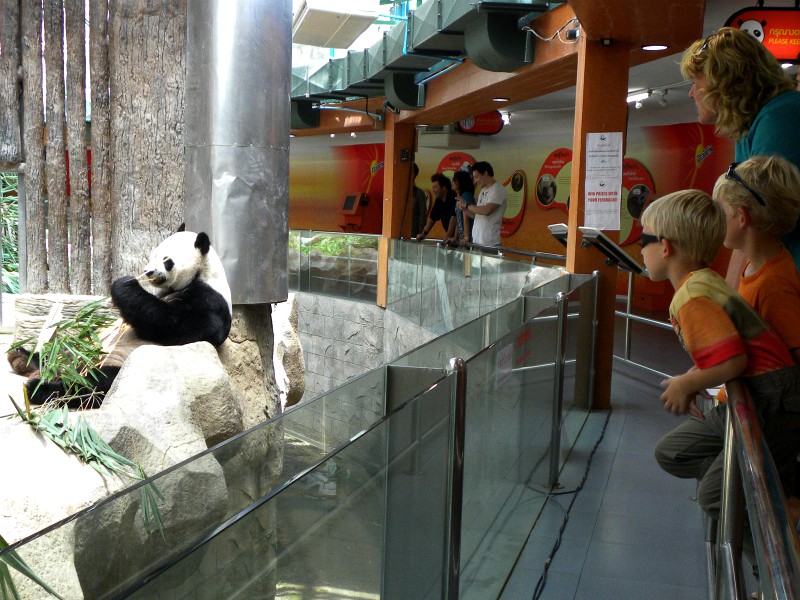 Panda's kijken in de dierentuin van Chiang Mai