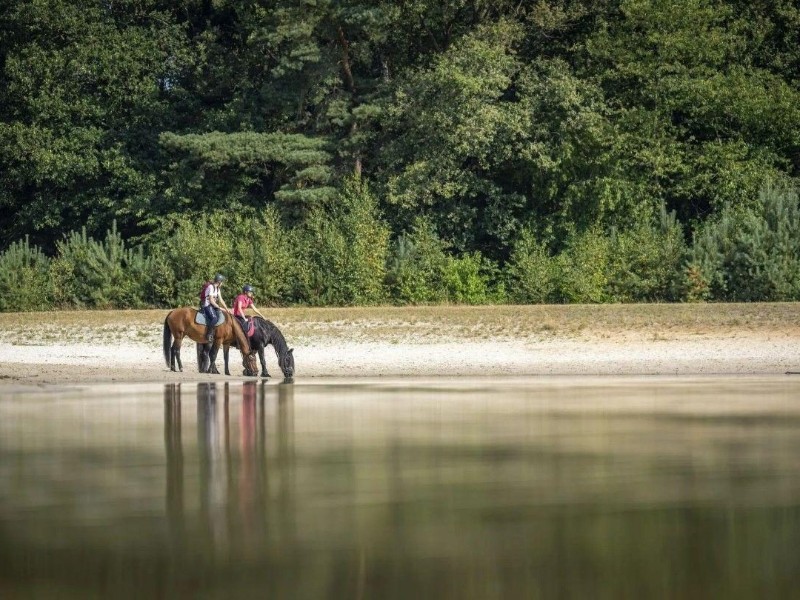 paarden aan het meer