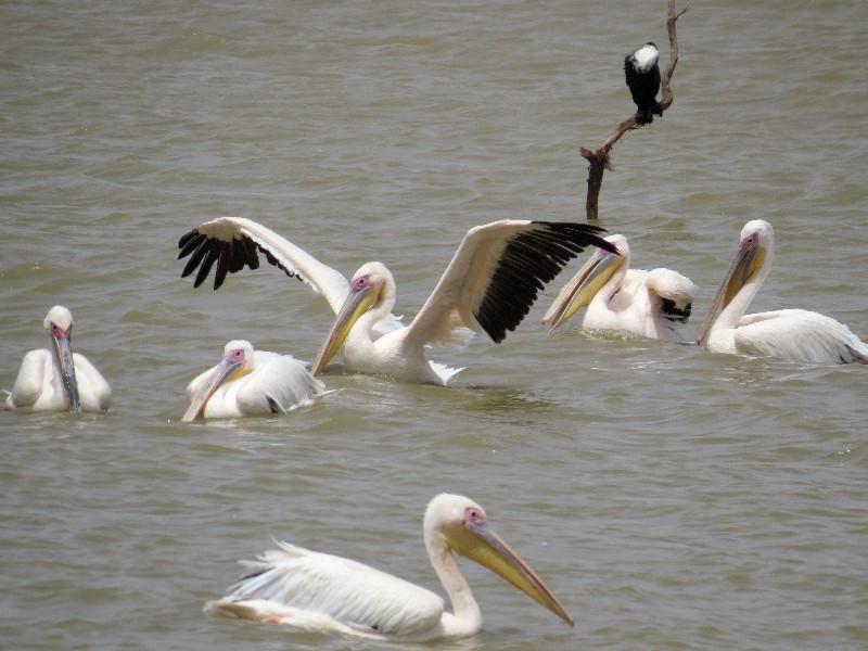 Pelikanen bij Saint Louis